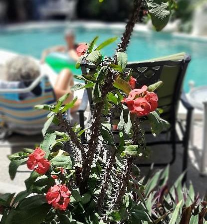 Apartmento Con Alberca A 50 Mt Del Mar La Licha Mazatlan Luaran gambar